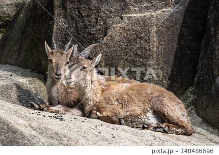 Alpine ibex, Capra ibex is a species of wild goat that lives in the mountains of the European Alps. Alpine ibex, Capra ibex is a species of wild goat that lives in the mountains of the European Alps. 140486696