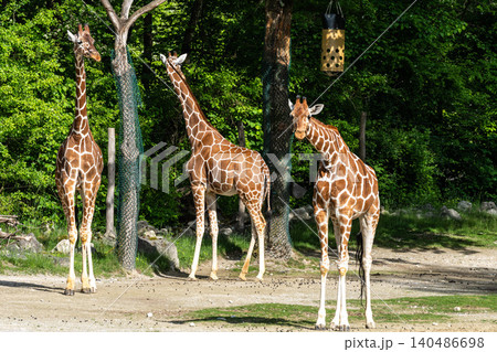The giraffe, Giraffa camelopardalis is an African mammal 140486698