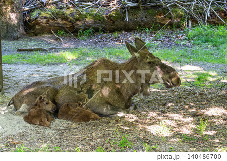 Family of moose or elk, Alces alces is the largest extant species in the deer family. Family of moose or elk, Alces alces is the largest extant species in the deer family. 140486700