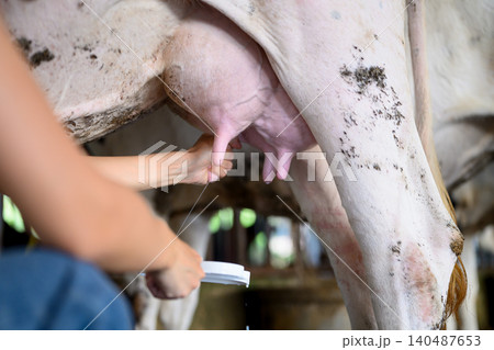 Closeup Dairy worker applying milk quality testing before milking process in farm 140487653