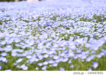 春の花壇に咲くネモフィラの青い花 春の花壇に咲くネモフィラの青い花 140487692