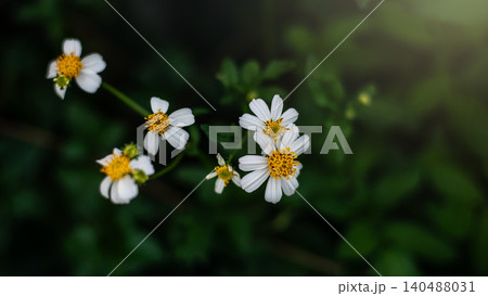 White Bidens Pilosa Flowers Spanish Needle with Vibrant Yellow Centers Blooming on Dark Green Foliage Background White Bidens Pilosa Flowers Spanish Needle with Vibrant Yellow Centers Blooming on Dark Green Foliage Background 140488031