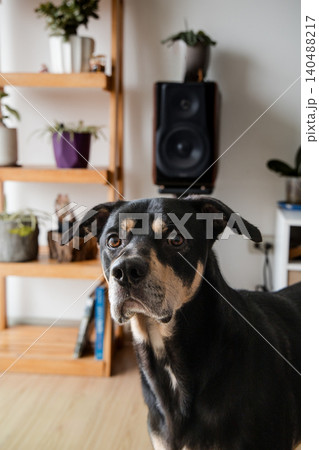 A black dog is standing in front of a shelf with a plant on it A black dog is standing in front of a shelf with a plant on it 140488217