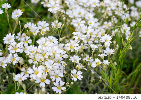 White chickweed flowers in green grass close up, blooming field mouse-ear chickweed patch for floral backdrop 140488316