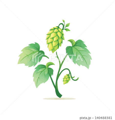 Vsai green hop plant growing with leaves and cones Vsai green hop plant growing with leaves and cones 140488381