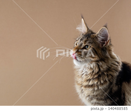 hungry tabby maine coon cat portrait 140488585