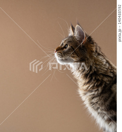 side view of curious tabby maine coon cat side view of curious tabby maine coon cat 140488592