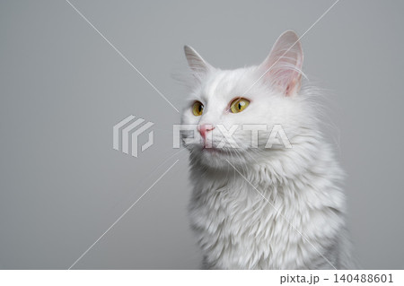 fluffy white longhair cat on white studio background fluffy white longhair cat on white studio background 140488601