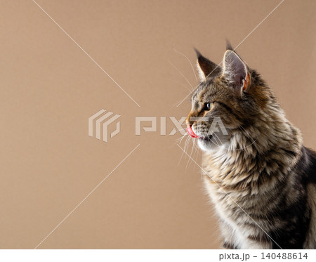 hungry tabby maine coon cat portrait hungry tabby maine coon cat portrait 140488614