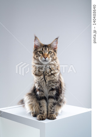 cute tabby maine coon cat portrait on white background cute tabby maine coon cat portrait on white background 140488640