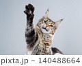 playful tabby maine coon kitten on white background 140488664