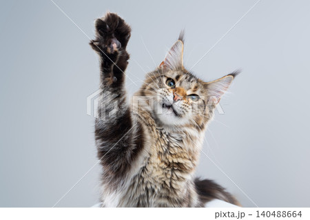 playful tabby maine coon kitten on white background playful tabby maine coon kitten on white background 140488664