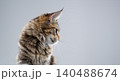 curious maine coon cat side view 140488674