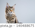 tabby maine coon kitten on white background portrait 140488675
