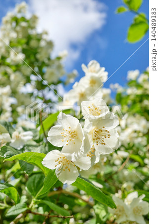Close up of white flowers of Philadelphus coronarius, selective focus. Close up of white flowers of Philadelphus coronarius, selective focus. 140489183