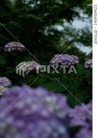 曇りの日に咲く紫の紫陽花たち 曇りの日に咲く紫の紫陽花たち 140489423