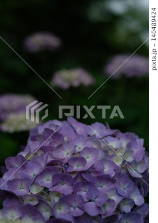 曇りの日に咲く紫の紫陽花たち 140489424