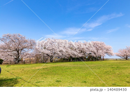 桜のある風景 (4月 晴れ) 桜のある風景 (4月 晴れ) 140489430