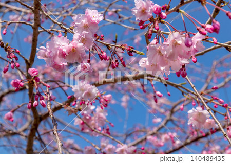 桜のある風景 (4月 晴れ) 桜のある風景 (4月 晴れ) 140489435