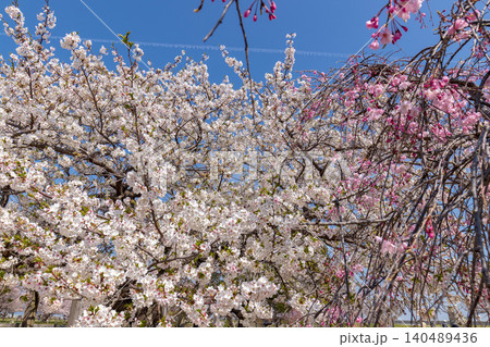 桜のある風景 (4月　晴れ) 140489436