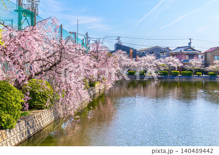 桜のある風景 (4月 晴れ) 桜のある風景 (4月 晴れ) 140489442