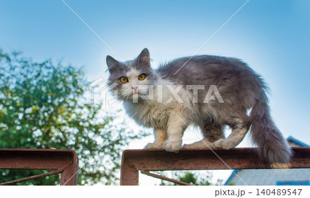 Cat balancing and climbing along a metallic fence. Cat walking on the metallic fence. Cat balancing and climbing along a metallic fence. Cat walking on the metallic fence. 140489547