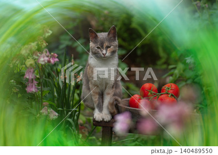 Red round tomatoes in a bowl and a cat on wooden background. Cottagecore style aesthetic Red round tomatoes in a bowl and a cat on wooden background. Cottagecore style aesthetic 140489550