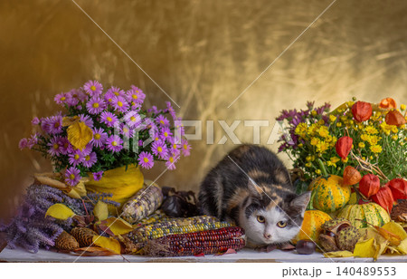 Calico cat rests among abundant autumn harvest decorations on warm golden textured background. Purple aster bouquet and yellow chrysanthemums with physalis frame the relaxed feline on both sides. 140489553