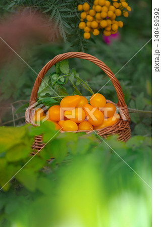 Yellow pear tomatoes in wooden basket in a field. Tomatoes in a basket on a nature background. Yellow pear tomatoes in wooden basket in a field. Tomatoes in a basket on a nature background. 140489592