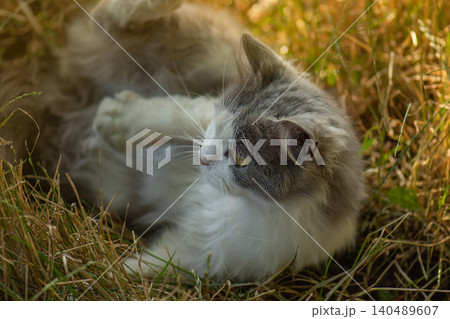 Inquisitive cat sitting in a pile of leaves in autumn. Furry cat lying on the leaves in autumn. Inquisitive cat sitting in a pile of leaves in autumn. Furry cat lying on the leaves in autumn. 140489607