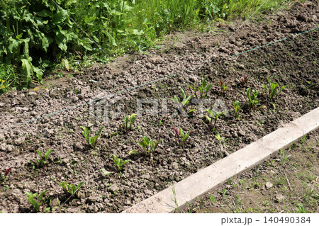 A bed of young beet plants in a vegetable garden A bed of young beet plants in a vegetable garden 140490384