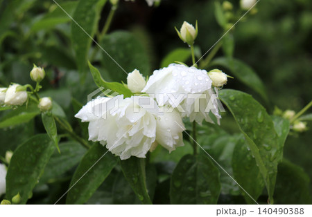 A branch with snow-white mock orange flowers with buds A branch with snow-white mock orange flowers with buds 140490388