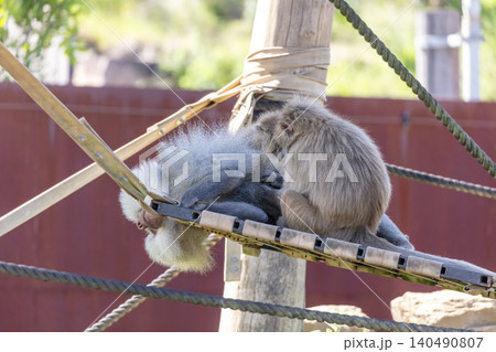 Two Hamadryas Baboons searching for insects on another Baboon 140490807