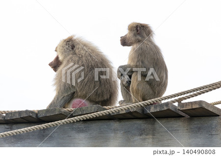 Two Hamadryas Baboons sitting and relaxing in the sunshine Two Hamadryas Baboons sitting and relaxing in the sunshine 140490808