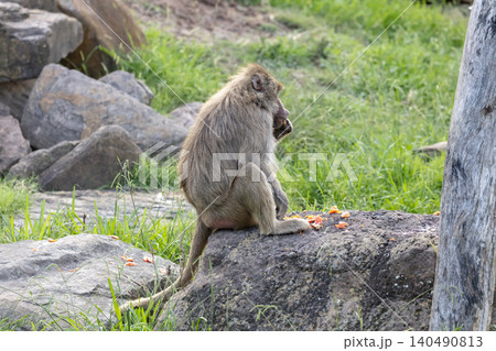 A Hamadryas Baboon eating food on a rock in the sunshine A Hamadryas Baboon eating food on a rock in the sunshine 140490813