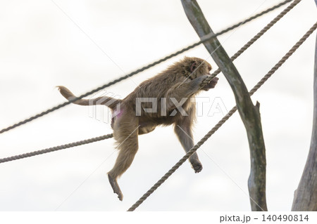 A Hamadryas Baboon playing on a rope in the sunshine A Hamadryas Baboon playing on a rope in the sunshine 140490814