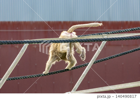 A Hamadryas Baboon playing on a rope in the sunshine A Hamadryas Baboon playing on a rope in the sunshine 140490817
