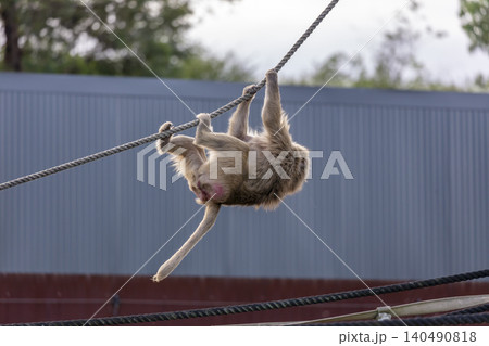 A Hamadryas Baboon playing on a rope in the sunshine 140490818