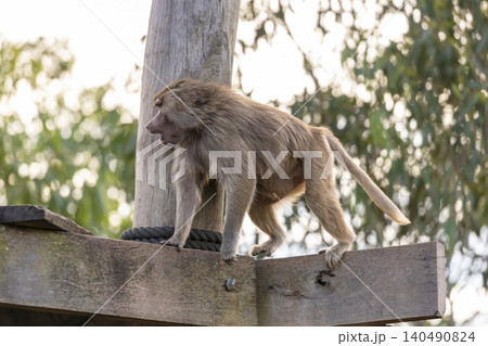 A Hamadryas Baboon walking on a wooden platform in the sunshine 140490824