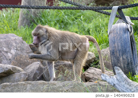 A Hamadryas Baboon walking around in the sunshine looking for food A Hamadryas Baboon walking around in the sunshine looking for food 140490828