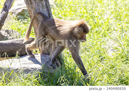 A Hamadryas Baboon walking around in the sunshine looking for food A Hamadryas Baboon walking around in the sunshine looking for food 140490830