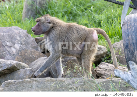 A Hamadryas Baboon walking around in the sunshine looking for food A Hamadryas Baboon walking around in the sunshine looking for food 140490835