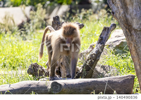 A Hamadryas Baboon walking around in the sunshine looking for food A Hamadryas Baboon walking around in the sunshine looking for food 140490836