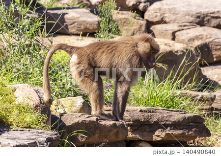 A Hamadryas Baboon walking around in the sunshine looking for food A Hamadryas Baboon walking around in the sunshine looking for food 140490840