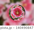 タチアオイ 140490847