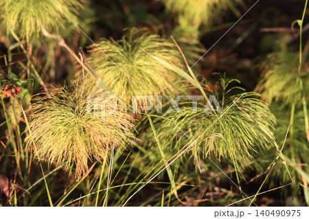 Equisetum sylvaticum woodland horsetail plants glowing in sunlight with delicate green stems. Equisetum sylvaticum woodland horsetail plants glowing in sunlight with delicate green stems. 140490975