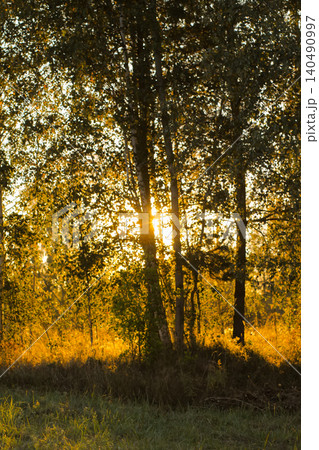 Serene landscape of Betula pendula trees illuminated by golden morning light. 140490997