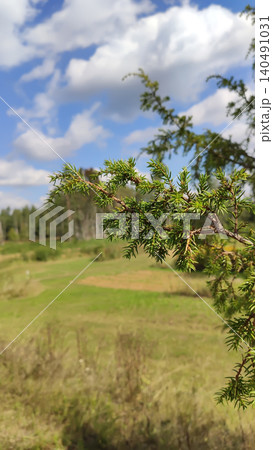 Juniperus communis branches with rural fields behind. Juniperus communis branches with rural fields behind. 140491031