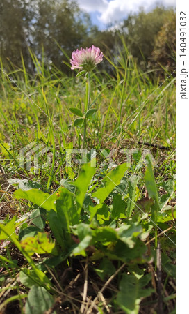 Trifolium pratense pink clover flower blooming in a natural meadow with soft green grass. 140491032
