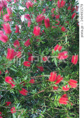 Background with common red bottlebrush flowering, also known as crimson bottlebrush or lemon bottlebrush Background with common red bottlebrush flowering, also known as crimson bottlebrush or lemon bottlebrush 140491579
